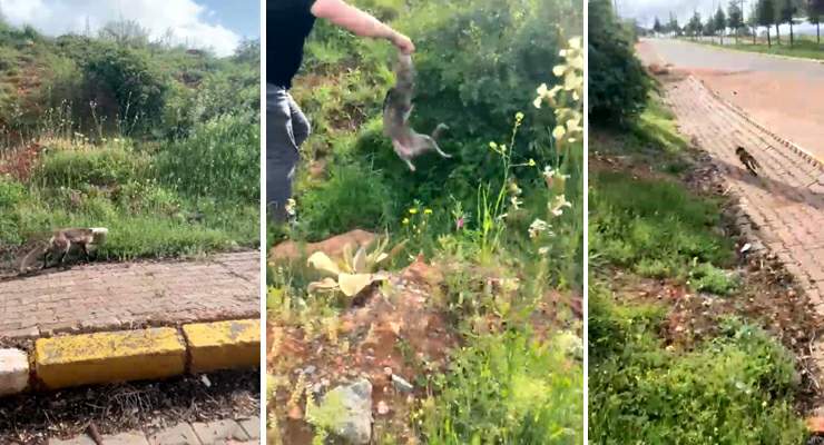 Merakı başına dert oldu, çaresiz kalan tilkinin yardımına koştu