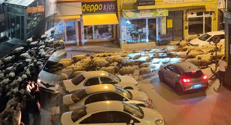 Tokat’ta gece başlayan yayla göçü dronla görüntülendi