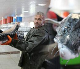 Nesli tehlike altındaki sivriburundan sadece 150 tane kaldı
