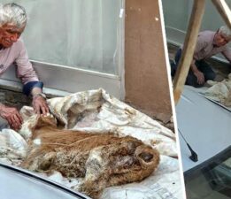 Hasta buzağısına bebek gibi sarıldı, başucunda gözyaşı dökerek bekledi