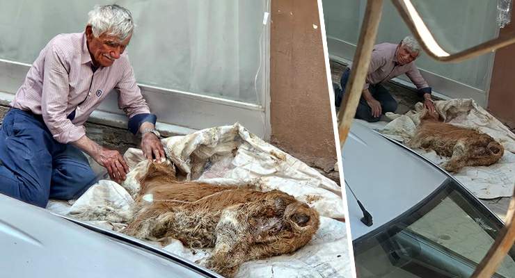 Hasta buzağısına bebek gibi sarıldı, başucunda gözyaşı dökerek bekledi