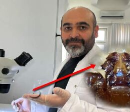 Asya uzun boynuzlu kenesi Türkiye faunasına girdi