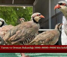 1000+8000=9000 bin keklik doğaya salındı