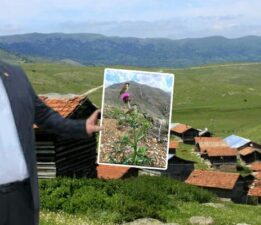 YAZICIK’A YAZIK ETMEYELİM