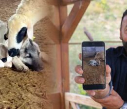Kangal’ın koyun ve kuzu ile olan yakınlığı dikkat çekti