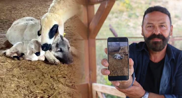 Kangal’ın koyun ve kuzu ile olan yakınlığı dikkat çekti