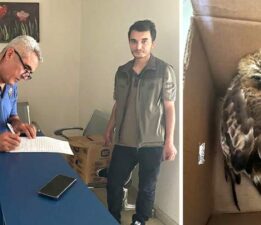 Yaralı halde bulunan kızıl şahin koruma altına alındı
