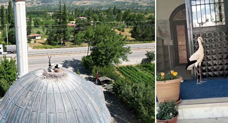Yuvadan atılan yavru leyleğe cami imamı sahip çıktı