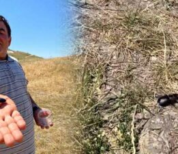 Lucanus Cervus’u öldürmenin cezası 557 bin TL