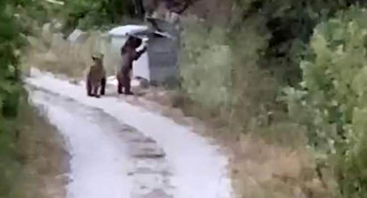 Köye inen ayıları “Gülümseyin çekiyorum” diyerek cep telefonuyla kaydetti
