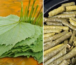 Tokat’ın enfes damak tadı ve lezzeti “Narince Yaprağıyla Sarma”