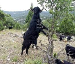 Binlerce yıllık yangınla mücadele yöntemi “Keçi Planı” geri döndü