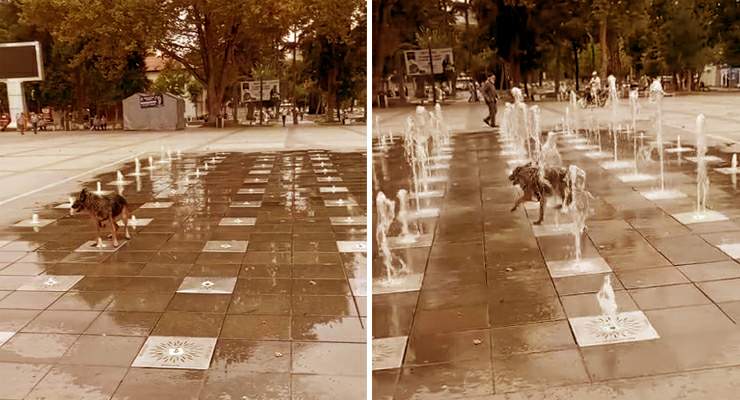 Tokat’ta sıcaklardan bunalan köpek süs fıskiyesinde serinledi
