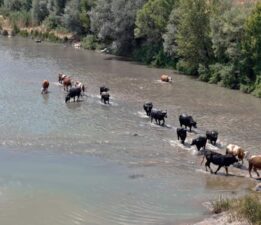 Sıcaktan bunalan mandalar çareyi Kızılırmak’ta buldu