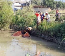 Gölete düşen inekler kepçe ile kurtarıldı