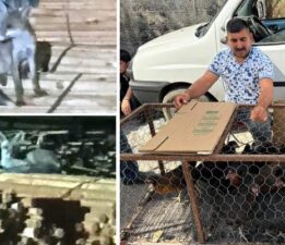 Tilkilere sitem etti, “Tüm gün yatmak olmaz, kümeslerden tavuk çalın”