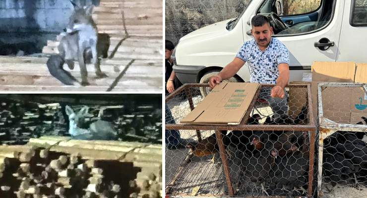 Tilkilere sitem etti, “Tüm gün yatmak olmaz, kümeslerden tavuk çalın”