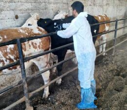 Tokat’ta şap hastalığına karşı kesintisiz mücadele