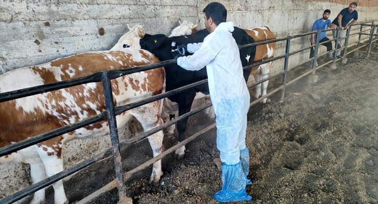 Tokat’ta şap hastalığına karşı kesintisiz mücadele