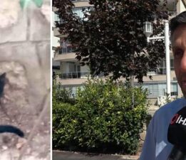 Kedi ve farenin dostluğu kamerada, Fare kaçmıyor, kedi kovalamıyor