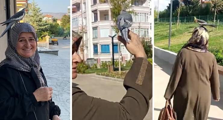 Torunu için sahiplendi, Papağan çocuğu gibi oldu