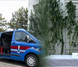 Tokat’ta kenevir operasyonunda 1 kişi yakalandı