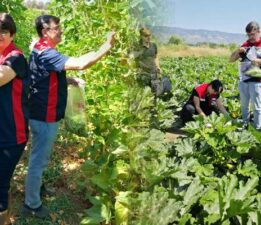 Tokat’ta hasat öncesi pestisit denetimi yapıldı