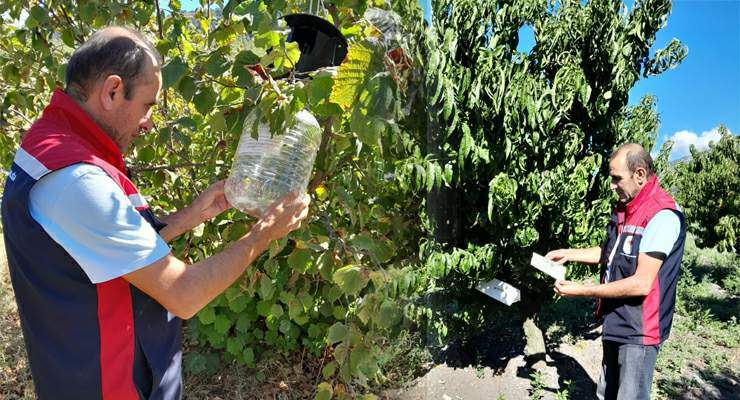 Tokat’ta ürün kayıplarını önlemek için feromon tuzakları devrede