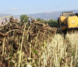 Pazar’da ayçiçeğinde 600 ton ürün bekleniyor