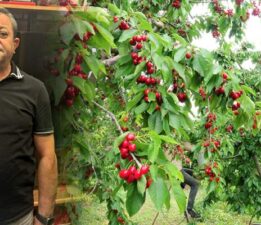 Tokat’ın özel kirazı ürün vermedi, 5 milyon dolarlık kayıp yaşandı