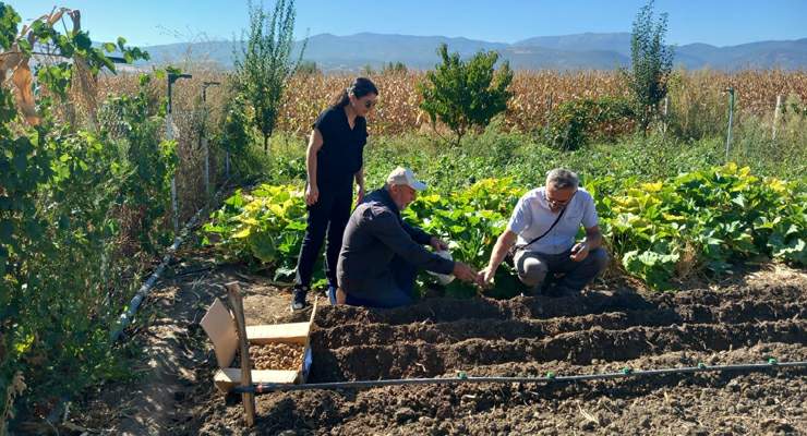 Tokat’ta salep üretimine başlanıldı