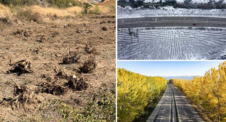 İlçenin simgesi olmuştu, ağaç koridorundan geriye kökleri kaldı