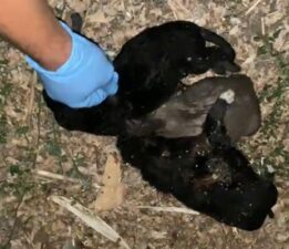 Bahçede iple boğulmuş 3 yavru köpek bulundu