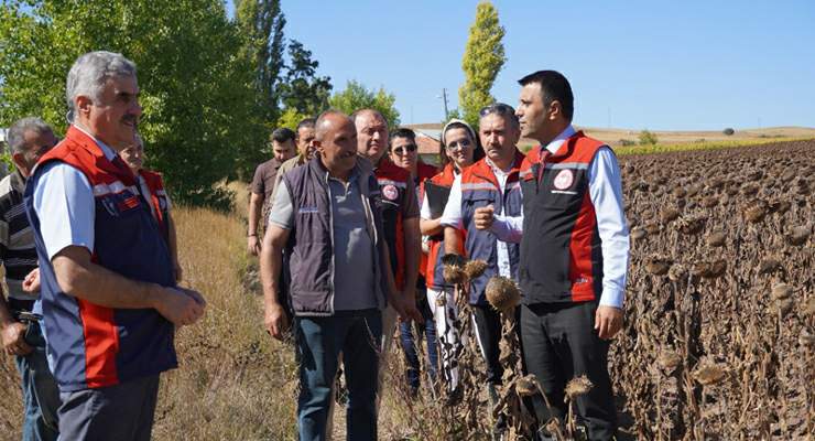 Tokat’ta 39 bin dekar alanda 19 tona yakın ayçiçeği tohumu ekildi