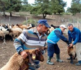 Tokat’ta çobanlara hayvan sağlığı eğitimi