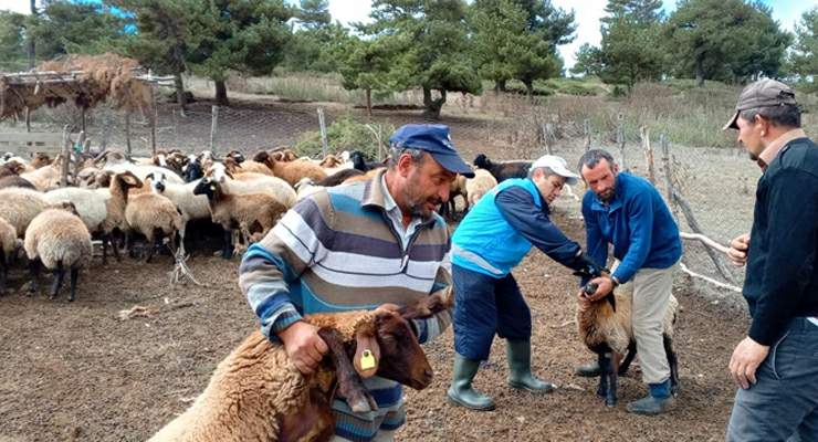 Tokat’ta çobanlara hayvan sağlığı eğitimi
