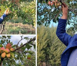 60 yaşındaki çiftçi, “İlk kez böyle bir şey görüyorum”