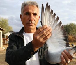 Değeri yarım milyondan fazla, yurt dışından bile talep görüyor