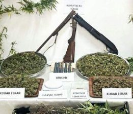 Tokat’ta jandarmadan kenevir operasyonu: 1 gözaltı