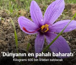 “Dünyanın en pahalı baharatı” kilogramı 600 bin lira