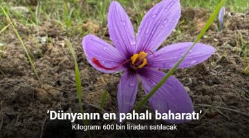 “Dünyanın en pahalı baharatı” kilogramı 600 bin lira