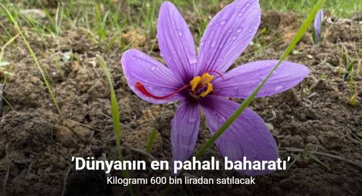 “Dünyanın en pahalı baharatı” kilogramı 600 bin lira