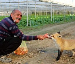 Çiftçi ile tilkinin sıra dışı dostluğu
