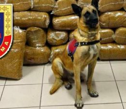 Tokat’ta 485 kilogram kaçak tütün ele geçirildi
