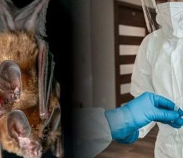 Covid-19’dan bile daha kötü “Nipah Virüsü” yayılıyor