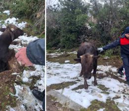 Tokat’ta su kuyusuna düşen inek kurtarıldı
