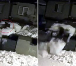 Çatıdaki karı temizlerken kar kütlesiyle zemine düştü