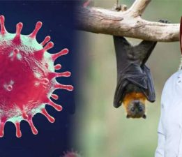 Nipah virüsü için uzmanından uyarı, “Ölümcül seyir gösterebilir”