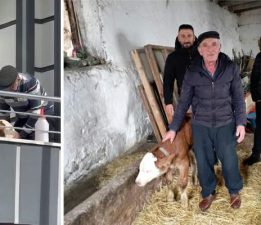 Hasta buzağıya evinde baktı