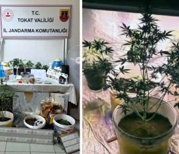 Bilgi notuyla apartman dairesinde uyuşturucu serası kurdular, Jandarmadan kaçamadılar